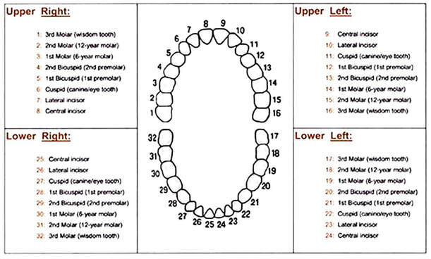 Dental Tooth Charting Symbols