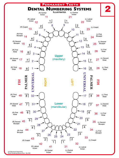 Dental Charting Surfaces